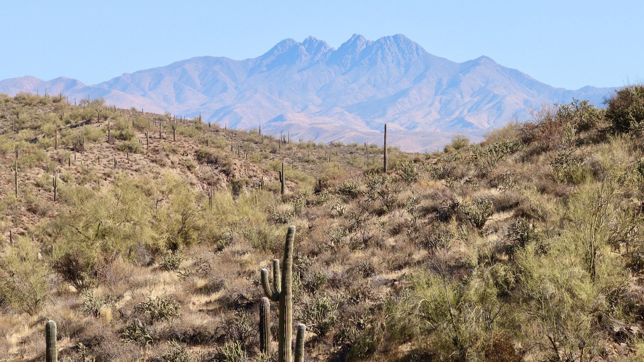 Desert landscape with cacti and mountains in the background