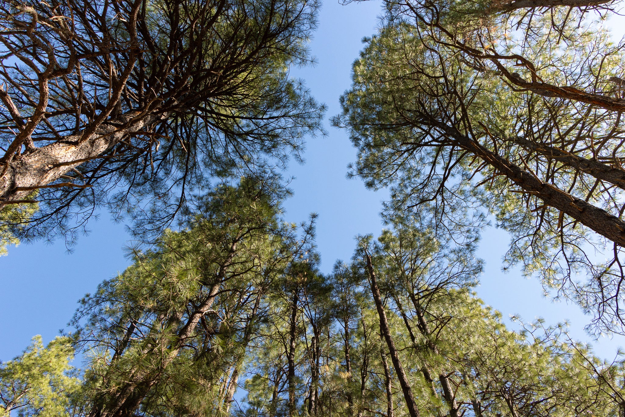 Tall trees with green leaves against a clear blue sky