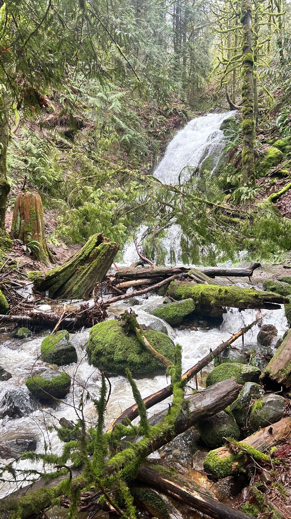 Stream flowing through a forest with a waterfall in the background