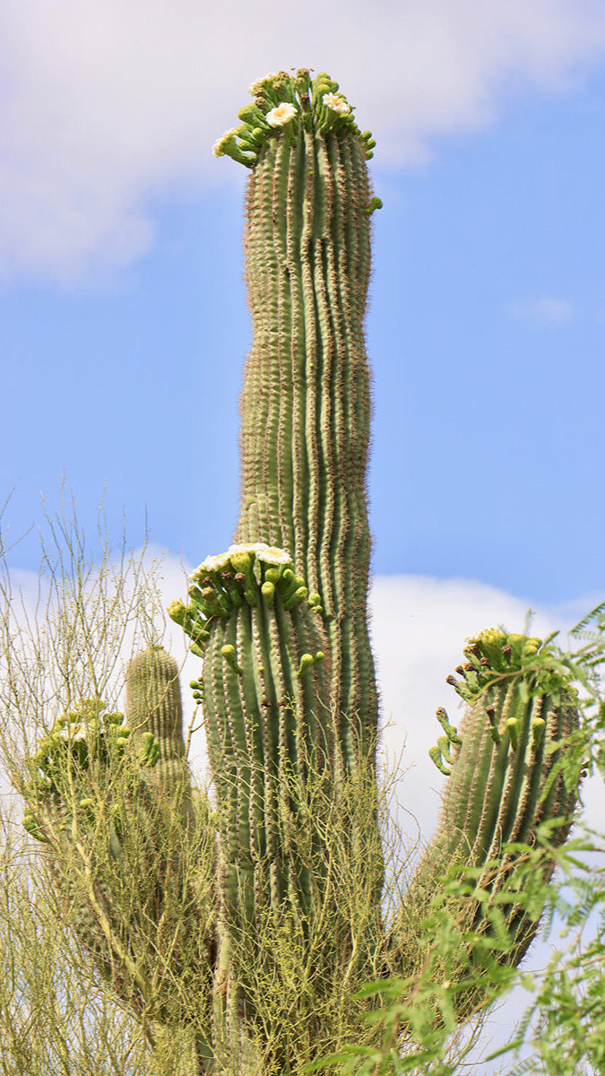 Saguaro cactus with flowers against a blue sky
