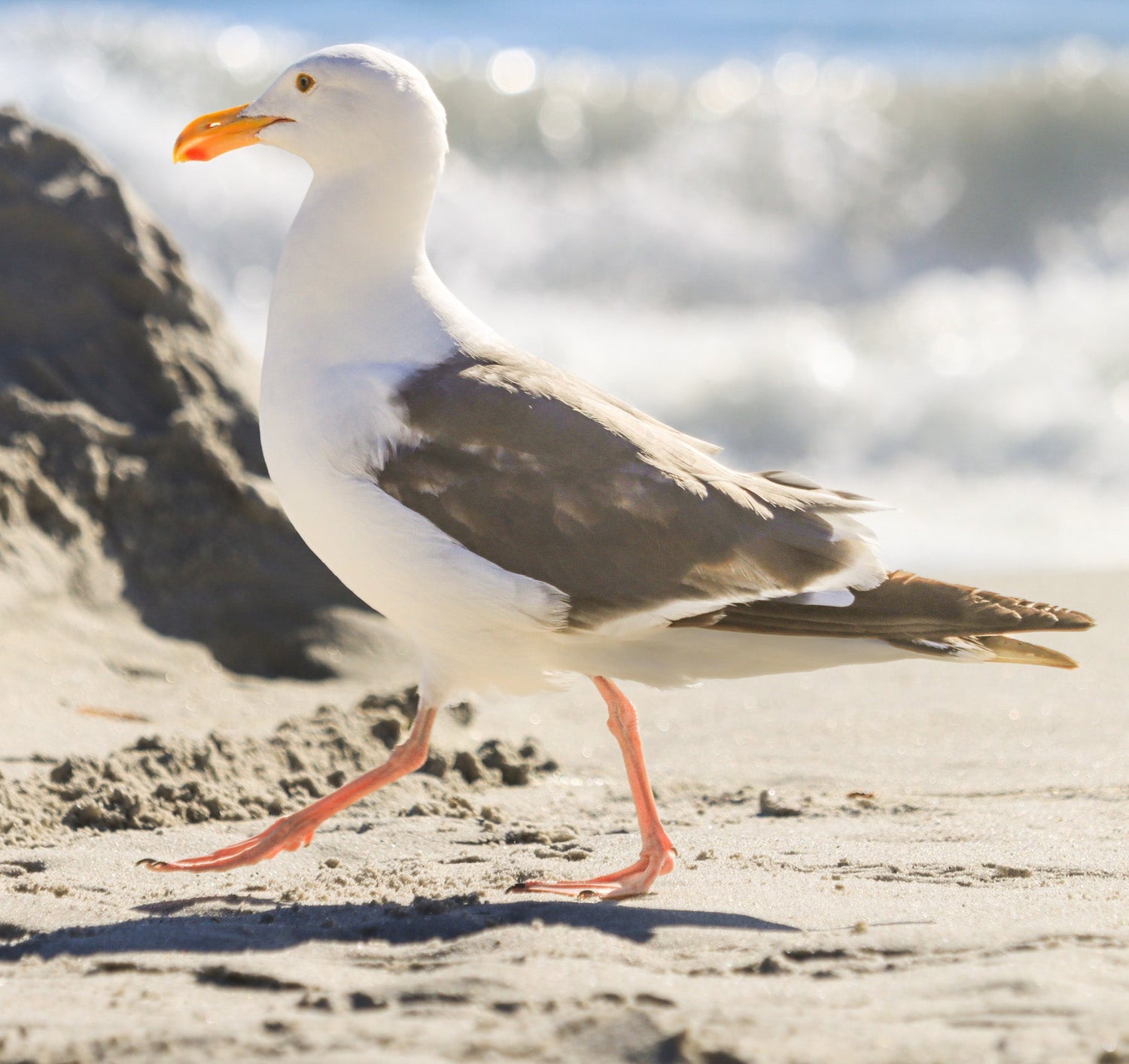seagull on the beach, sand, seagull, gull